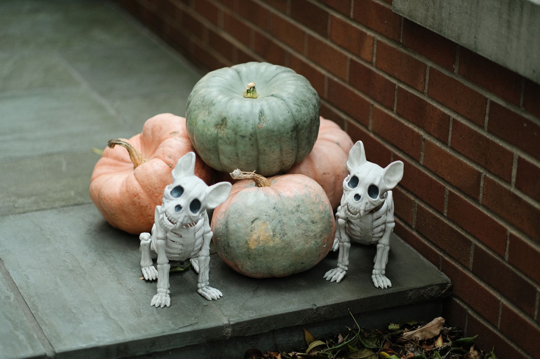 Halloween drops at Dollar Tree include returning favorites and new surprises